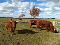Hooglanders genietend van de vroege lentezon