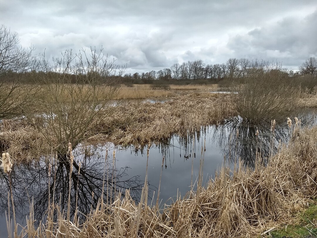 Het Friese Veen
