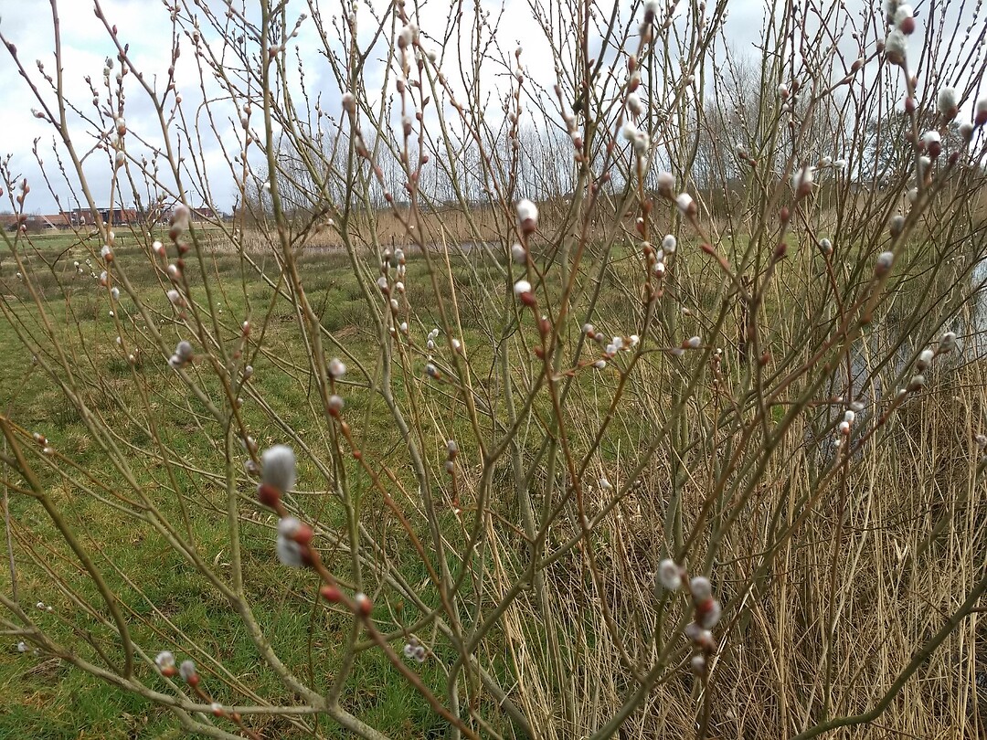 Het wordt toch weer lente
