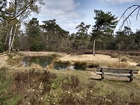 vennetje in Lunterse Buurtbosch