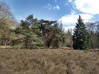 hei in Luntersche Buurtbosch