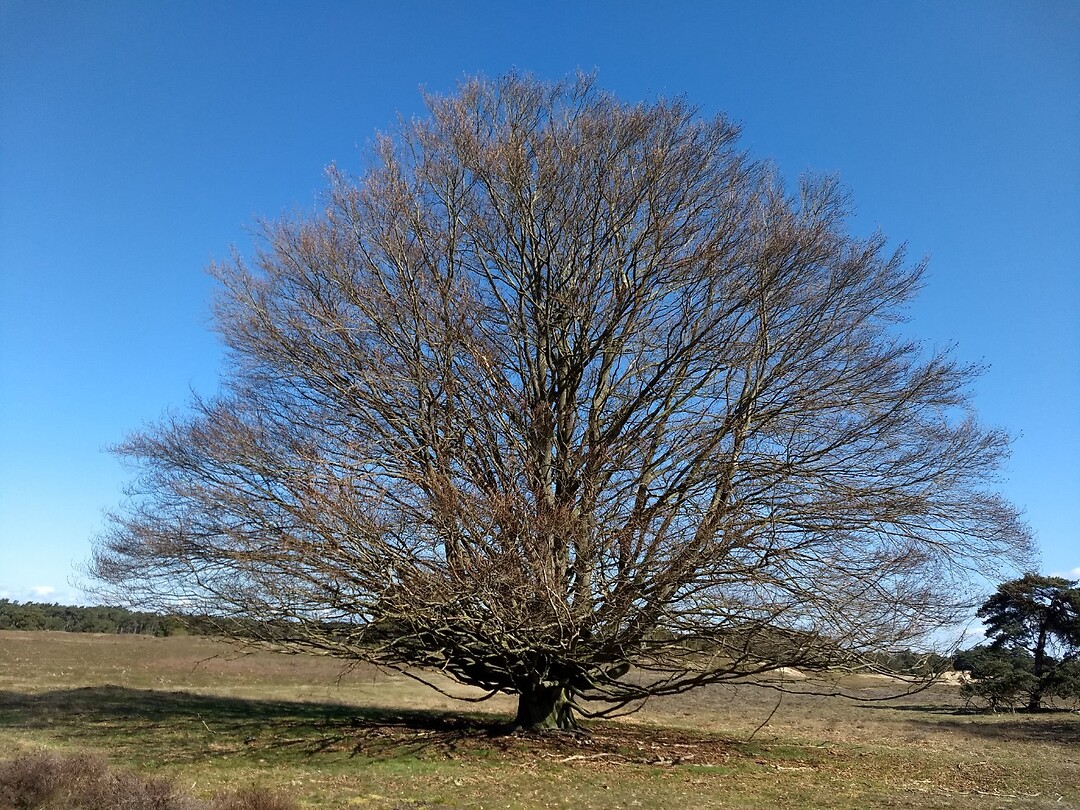 prachtige boom