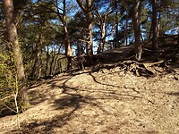 bomen op stuifzandwallen