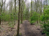 jong bos en jong groen