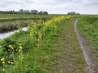 Koolzaad in de Onlanden