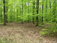 Mooi lentegroen bij Schoonloo