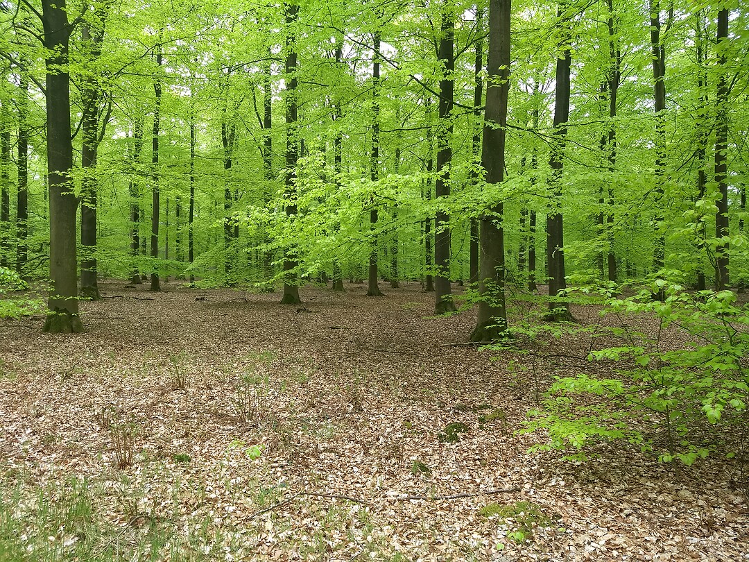 Mooi lentegroen bij Schoonloo