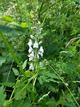 Witte wilde orchidee