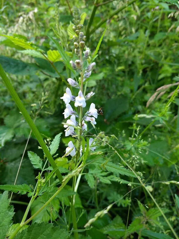 Witte wilde orchidee