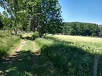 Bos afgewisseld met kleine weilandjes