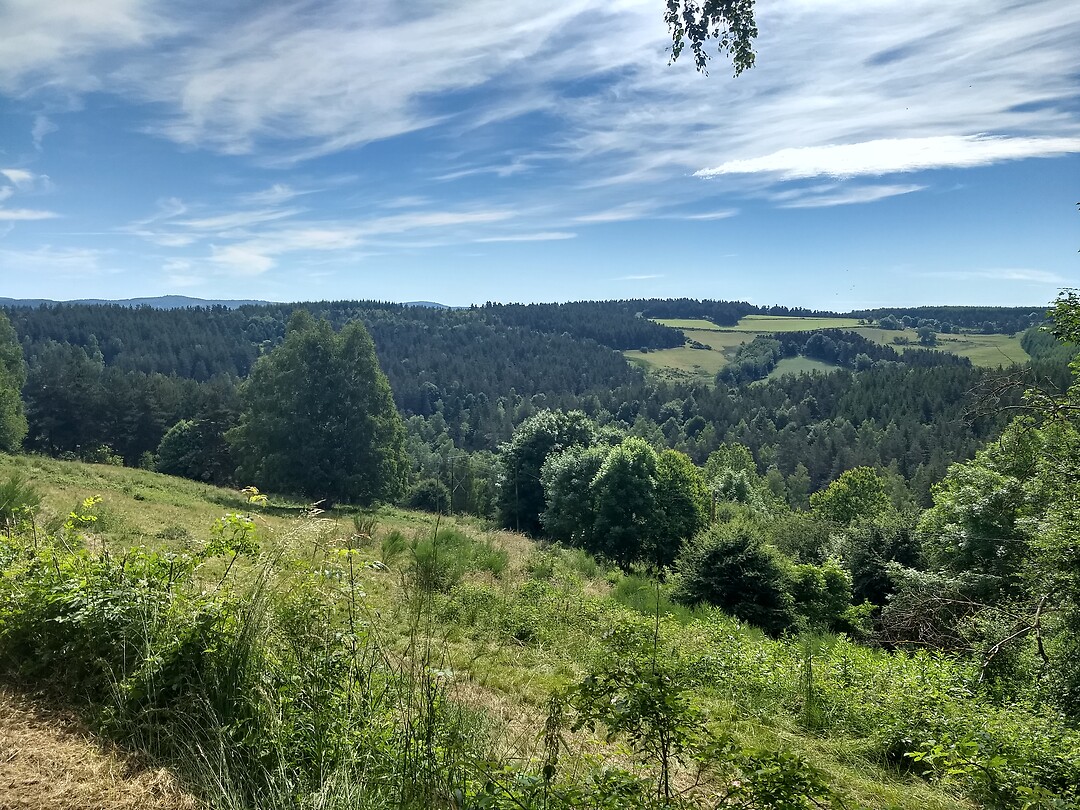 Bosrijk uitzicht
