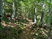 En afdalen over een mooi pad door het bos