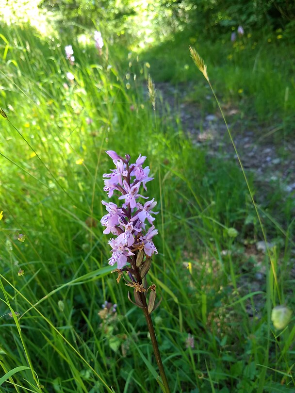 Wilde orchidee