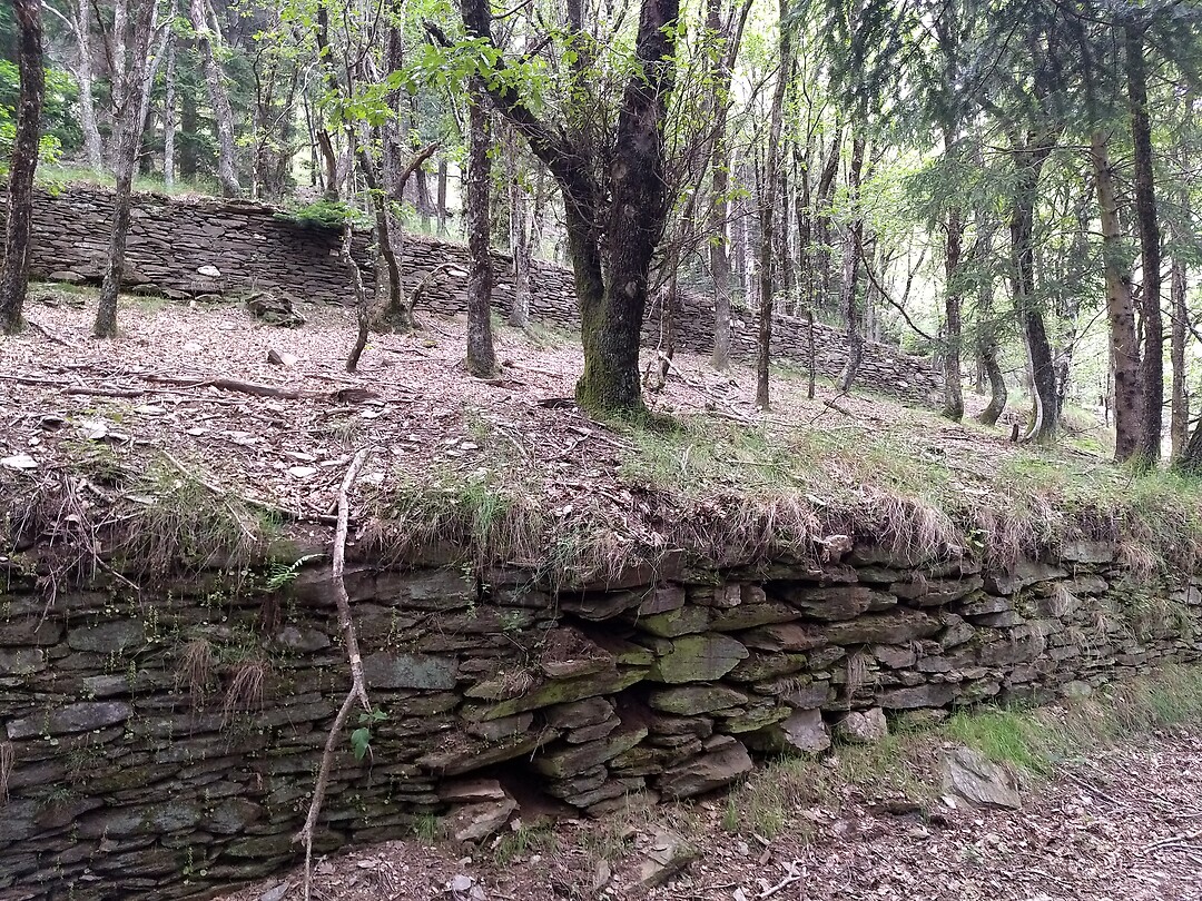 Oude terrasmuurtjes in het bos