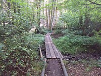 Vlonderpaden door drassig bos