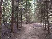 Extra rondje door het bos