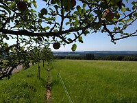 Fruitbomen langs de obstallee