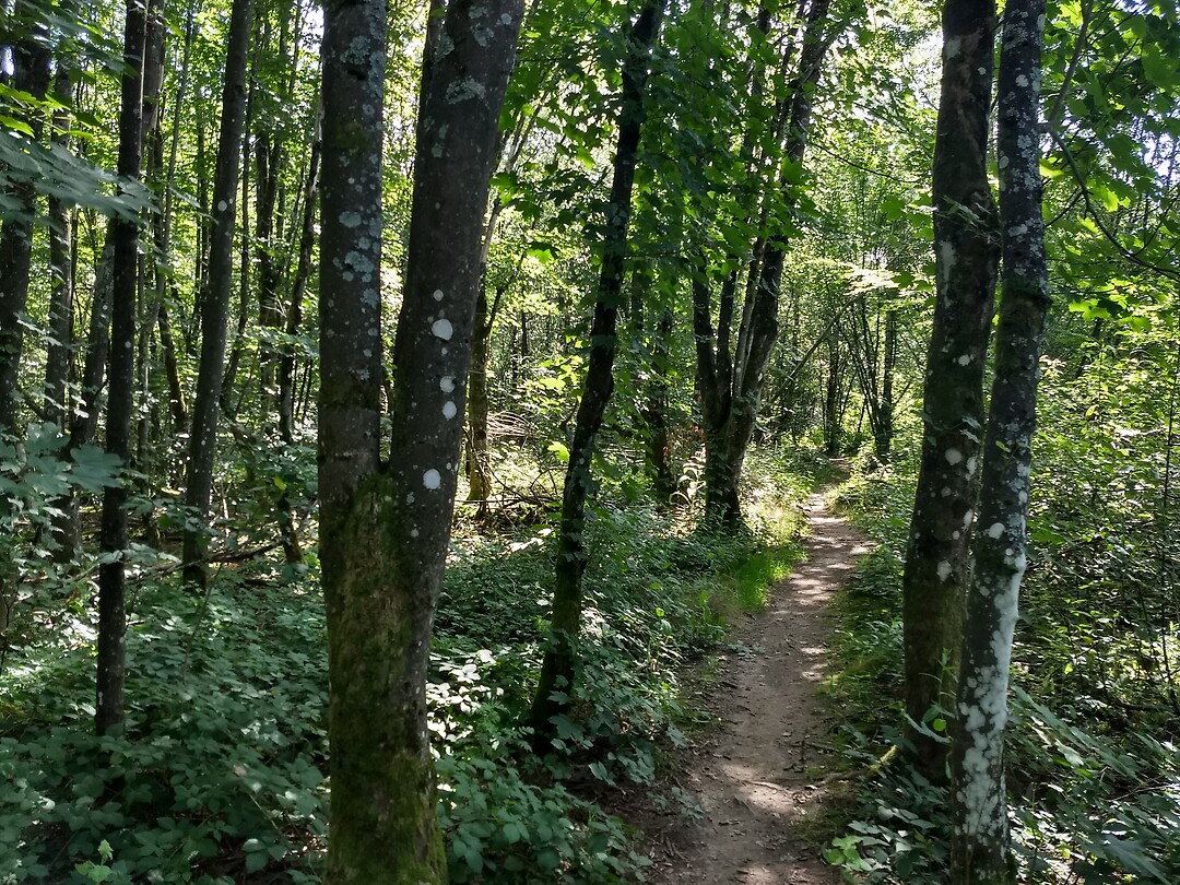 Afdalen door het bos
