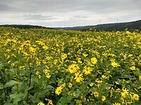 veld vol zonnekroon