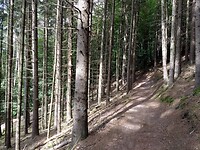 in het bos richting Lautzkirchen