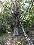 Mooie oude bomen