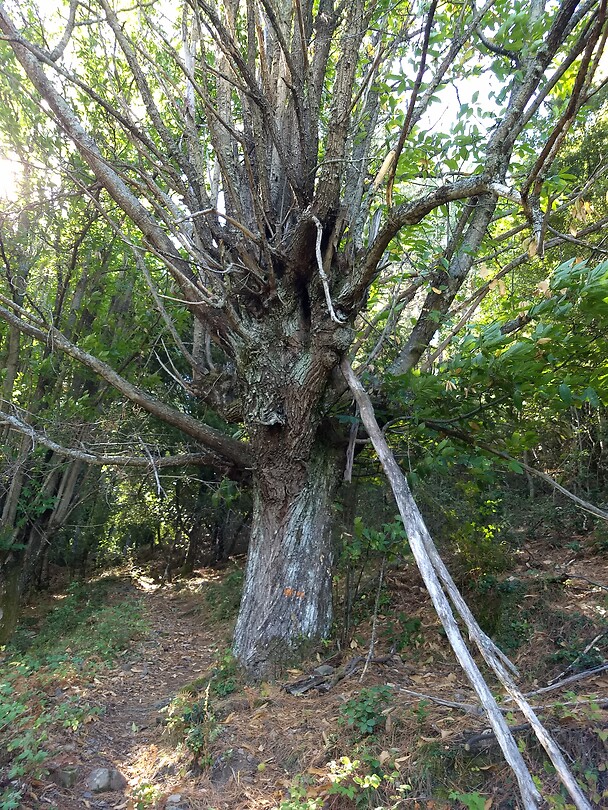 Mooie oude bomen