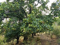 Kastanjebomen