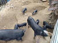Varkens en veel biggen bij Lozzi