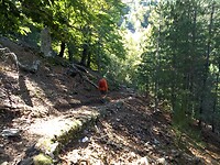 Verder afdalen door het bos over geel gemarkeerd pad