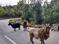 En weer veel beesten op de weg