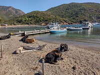 Koeien op het strand van Girolata