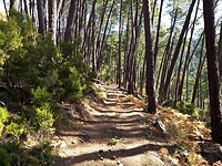Breed bospad op weg naar de bergpas Bocca di Larata