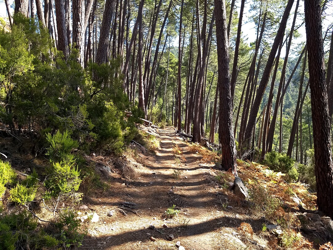 Breed bospad op weg naar de bergpas Bocca di Larata