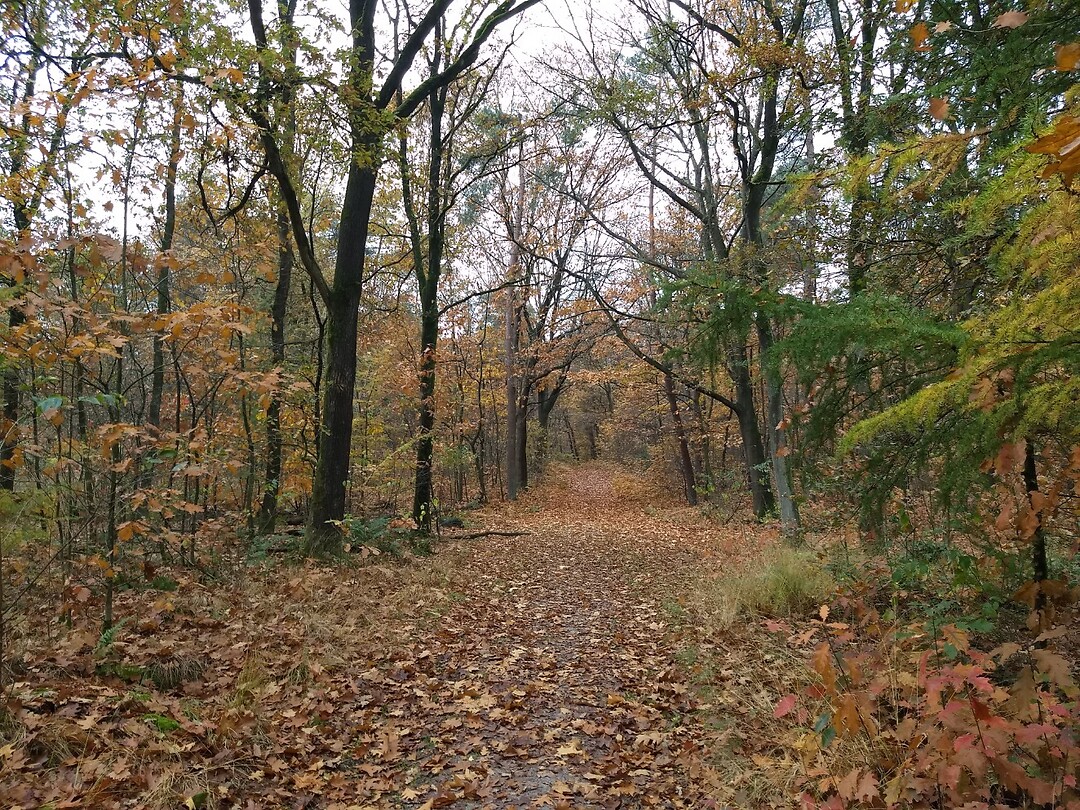 herfstkleuren in boswachterij Hooghalen