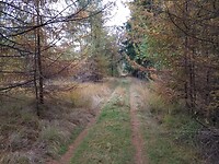 mooi gevarieerd bos