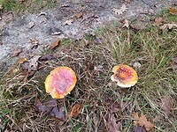 het is herfst