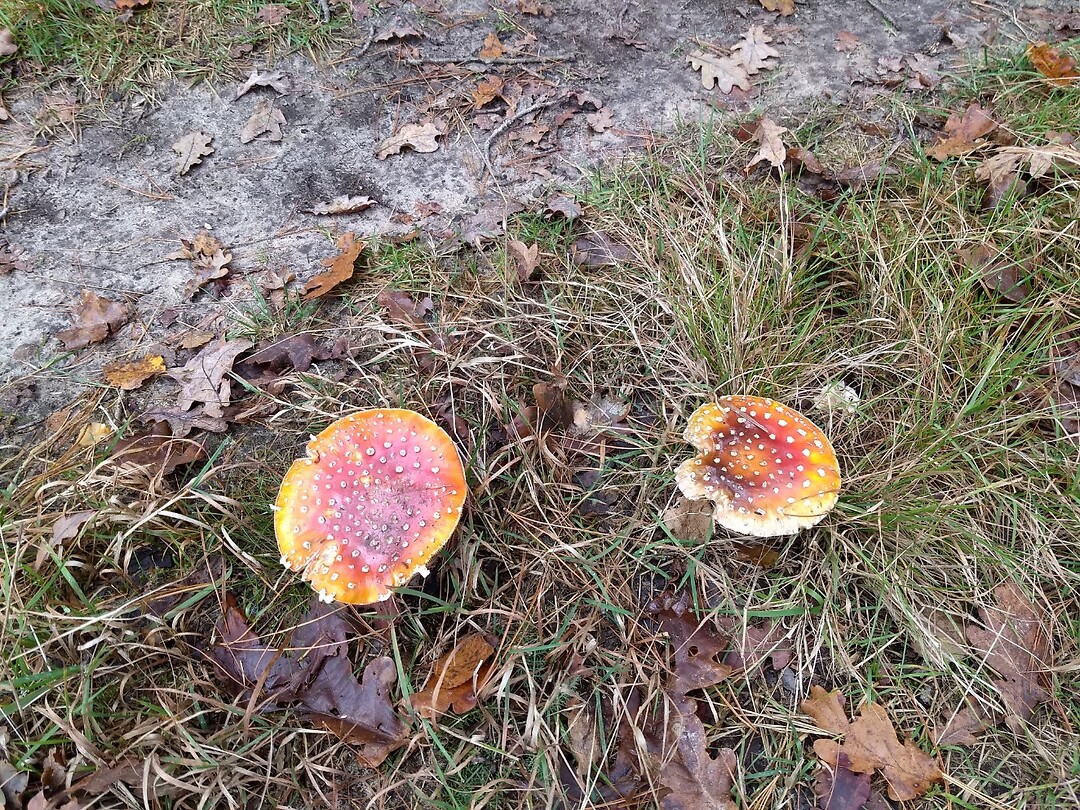 het is herfst