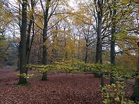 En nog eens herfstkleuren