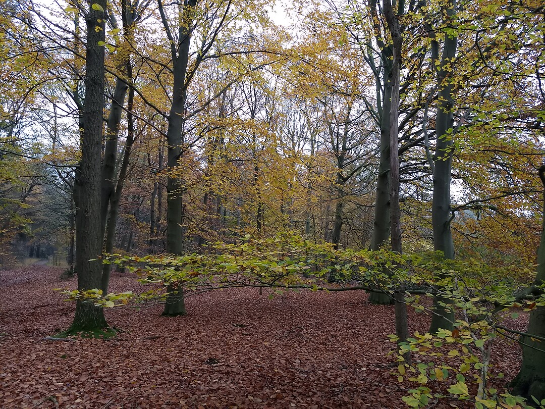 En nog eens herfstkleuren