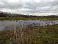 Dwars door weidegebied het Ertveld