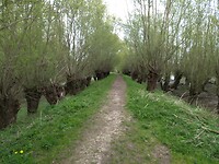 Stiftsche uiterwaarden