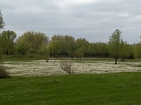 Bloemenzee in Stiftsche uiterwaarden