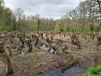 Grienden bij Neerijnen