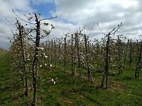 Tussen de boomgaarden
