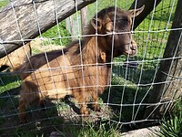 Geitje gered