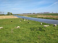 Lammetjes bij de Korne