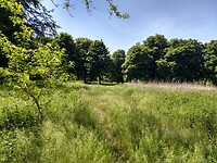 Open veld in Horsterwold