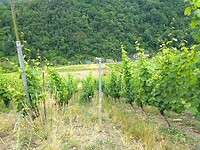 wijngaarden in Oberbach dal