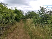 op het Damscheid plateau
