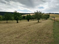kersenbomen